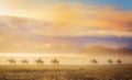 Horses in Mist, at Sunset, Oregon Royalty Free Stock Photo